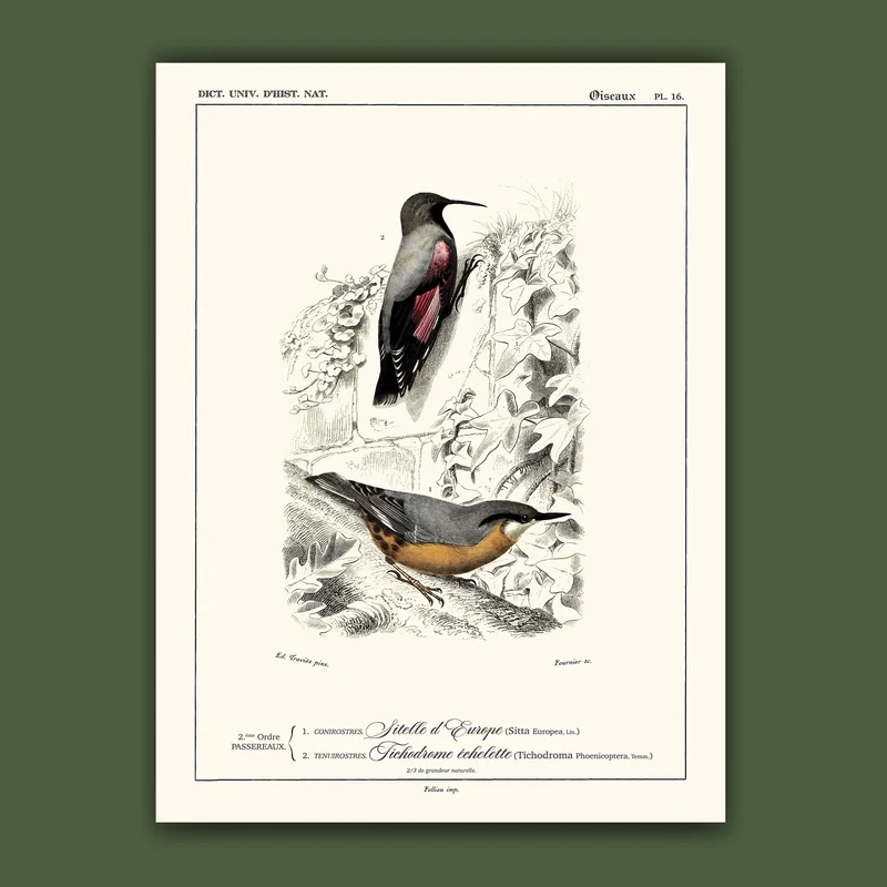 cartopolo1296807