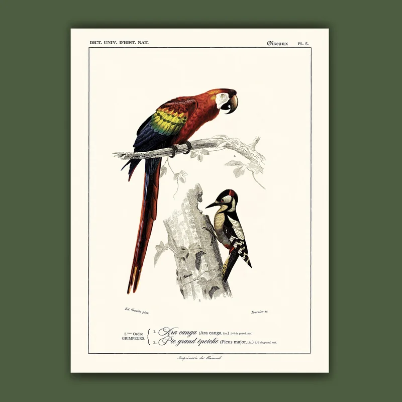 cartopolo1296815