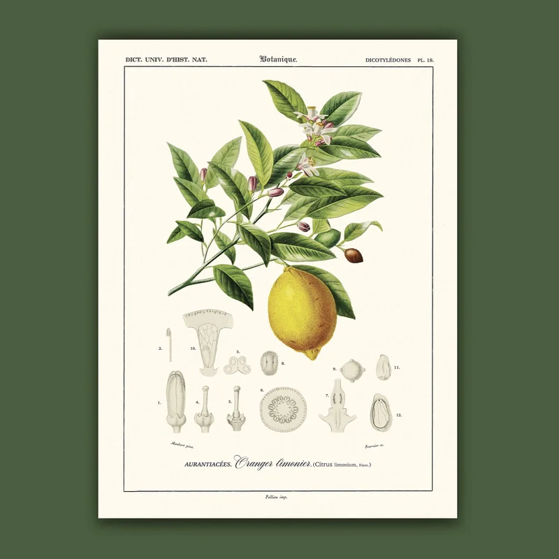 cartopolo1297993