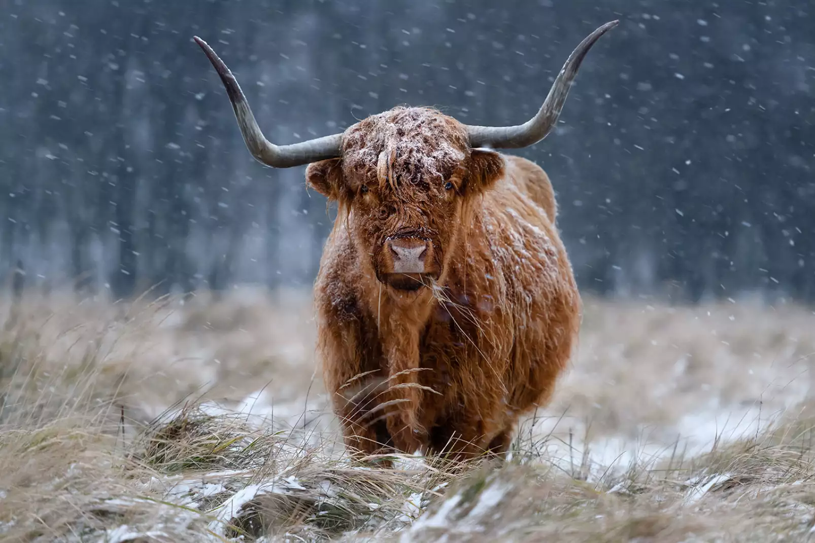 tableau-animaux-vache-highland