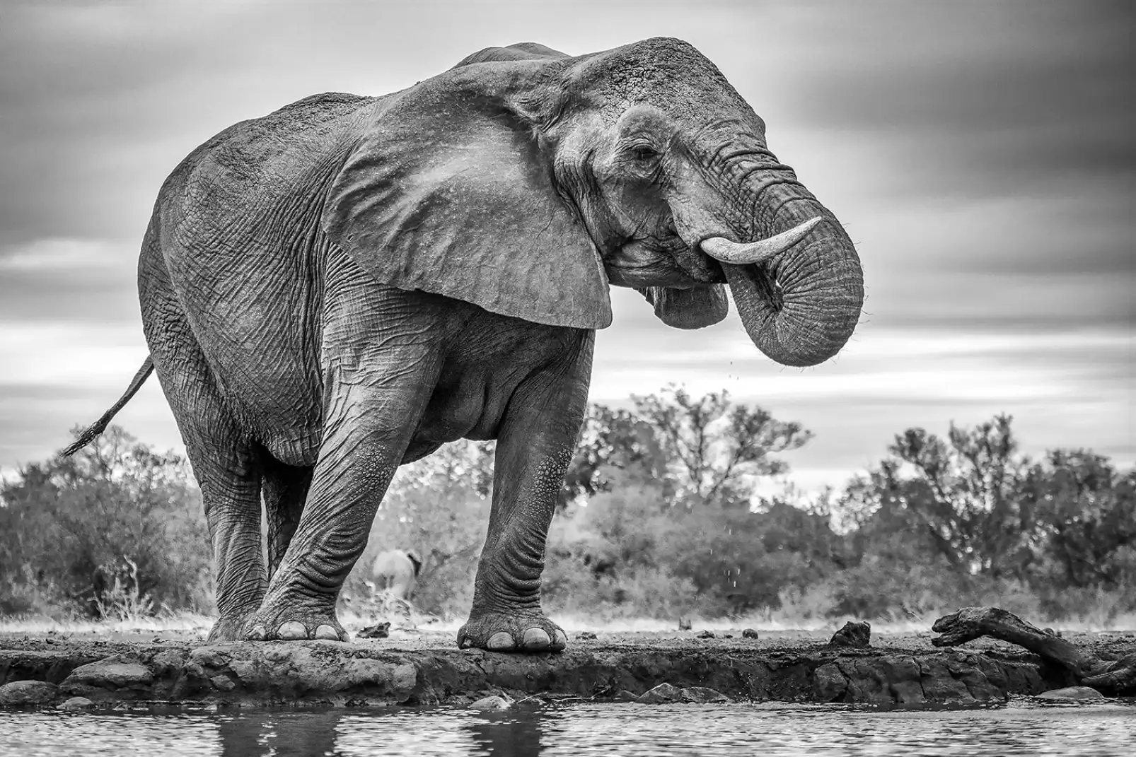 tableau-elephant-standing-proud